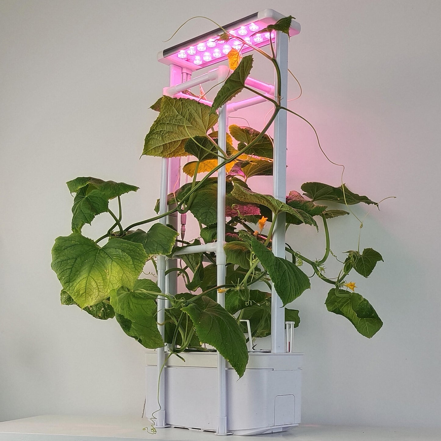 Hydroponics Grow Kits